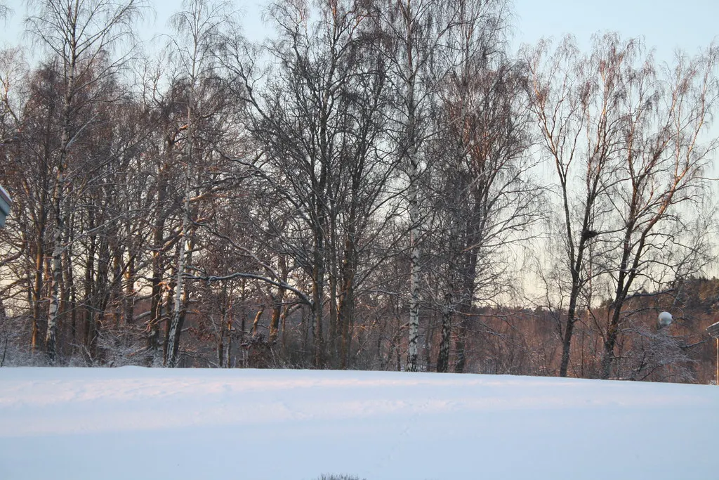the cold swedish winter