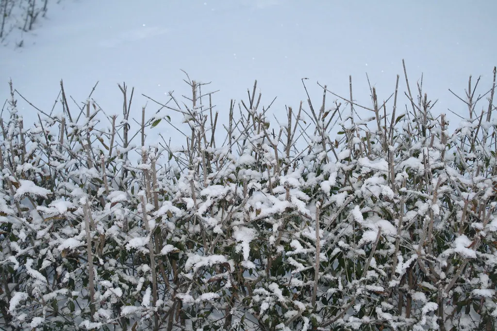 the cold swedish winter