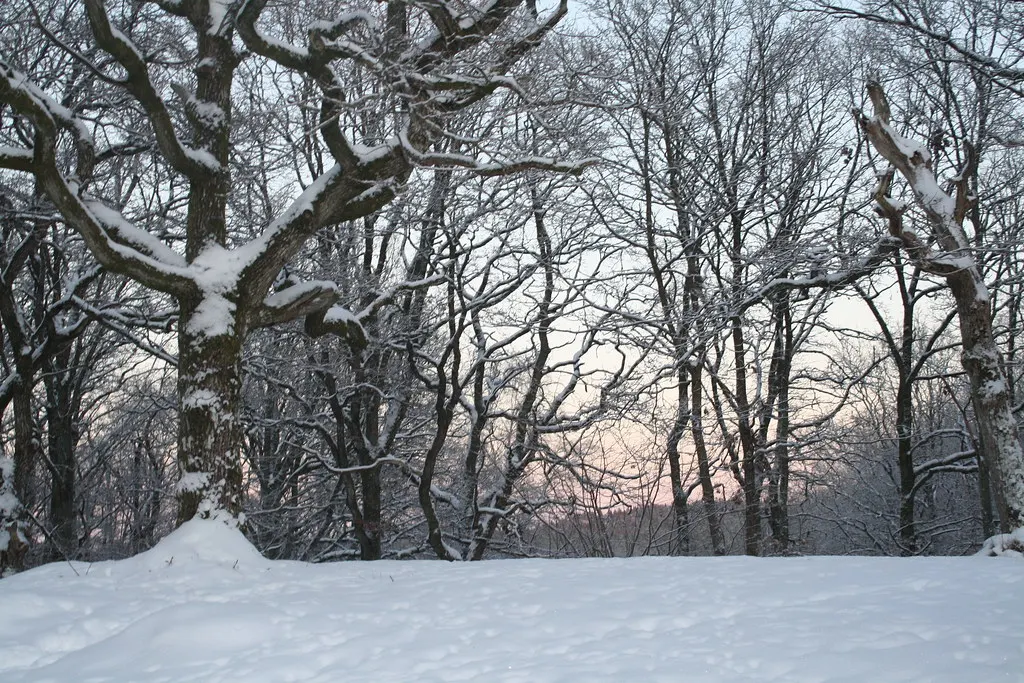 the cold swedish winter