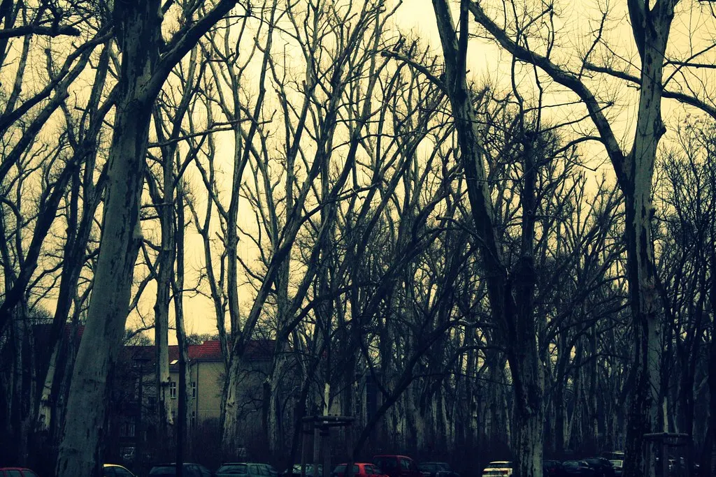 along puschkinallee