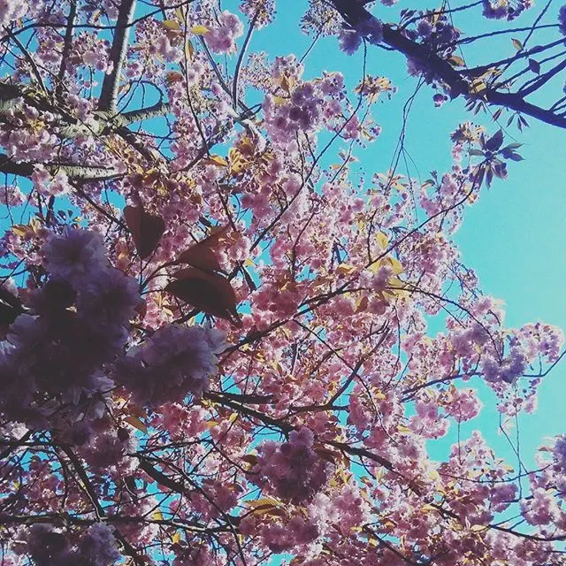 instagram!