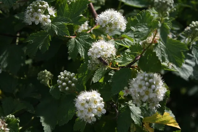 botanischer garten