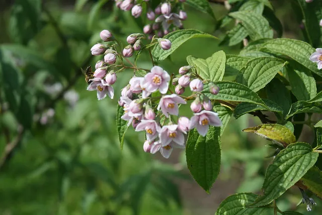 botanischer garten