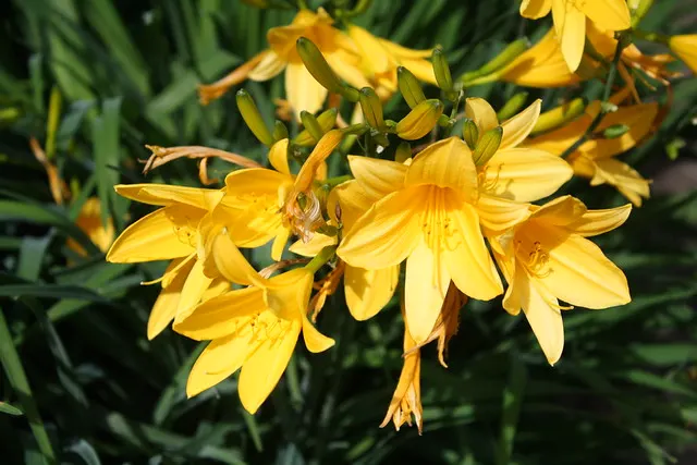botanischer garten