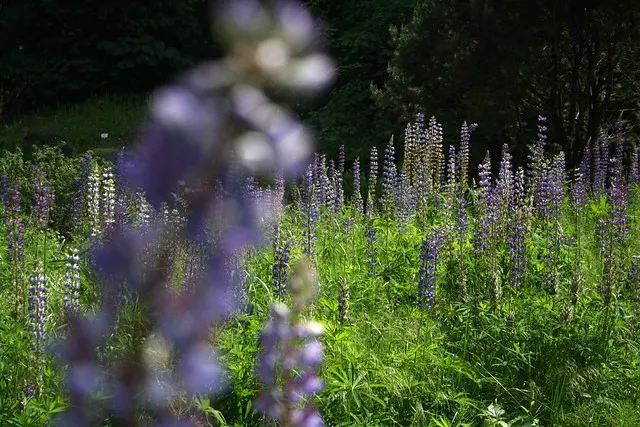 botanischer garten