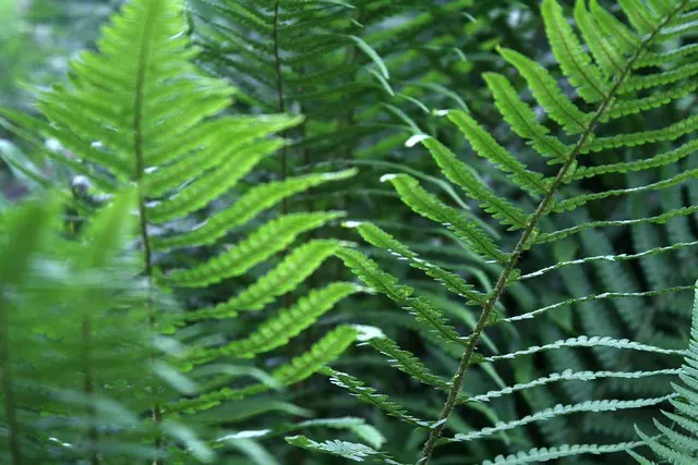 botanischer garten