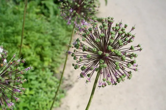 botanischer garten