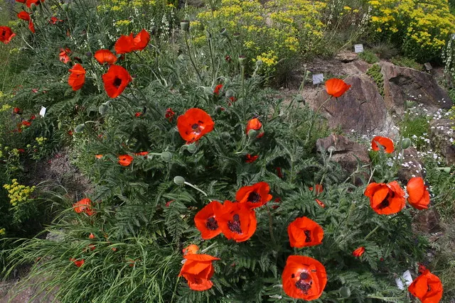 botanischer garten