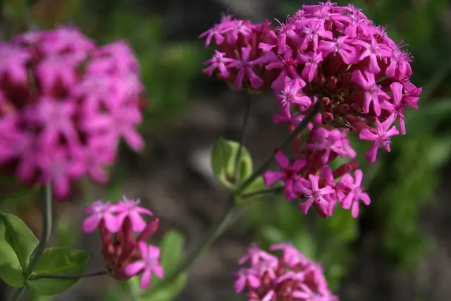 botanischer garten