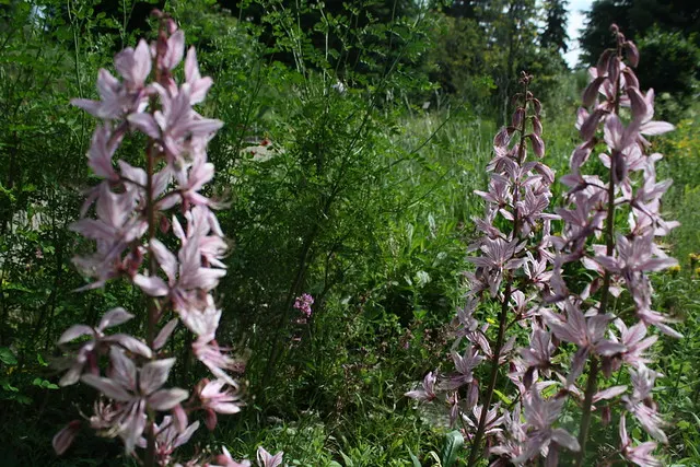 botanischer garten