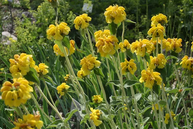 botanischer garten