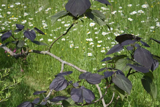 botanischer garten