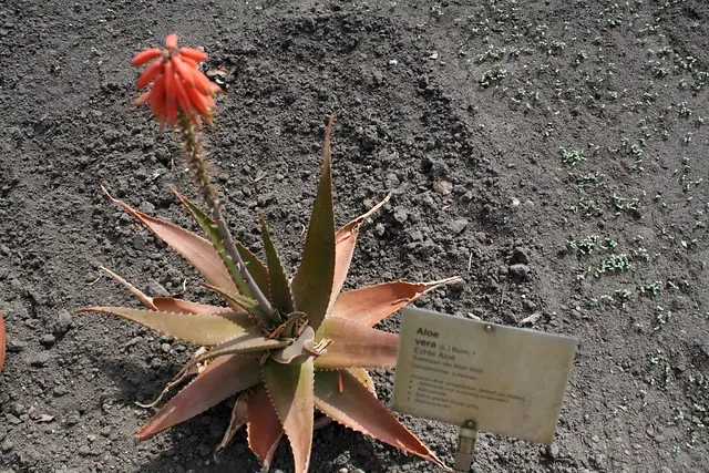 botanischer garten