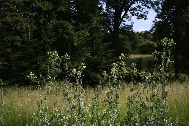 botanischer garten
