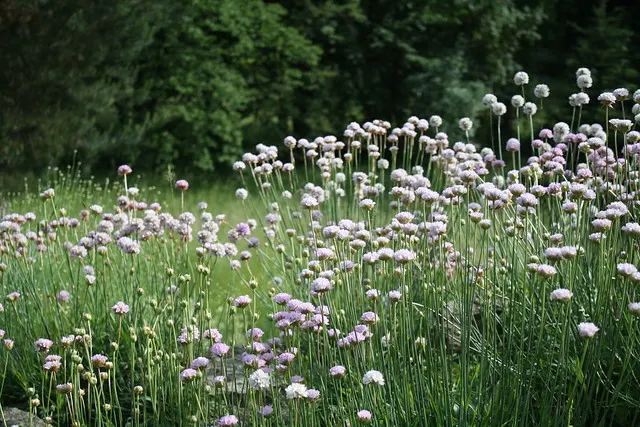 botanischer garten
