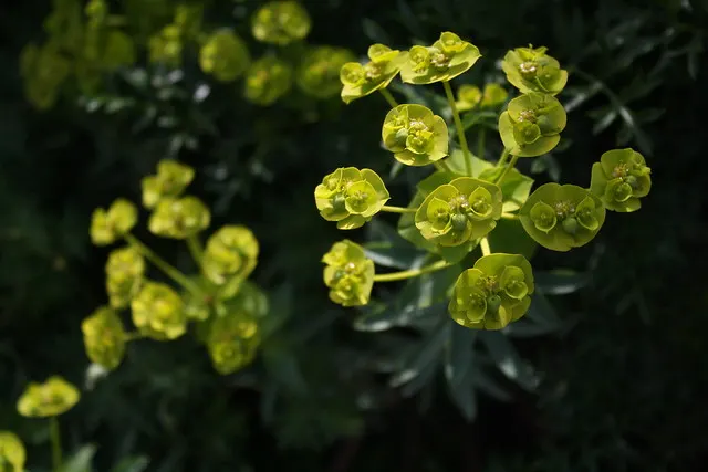 botanischer garten