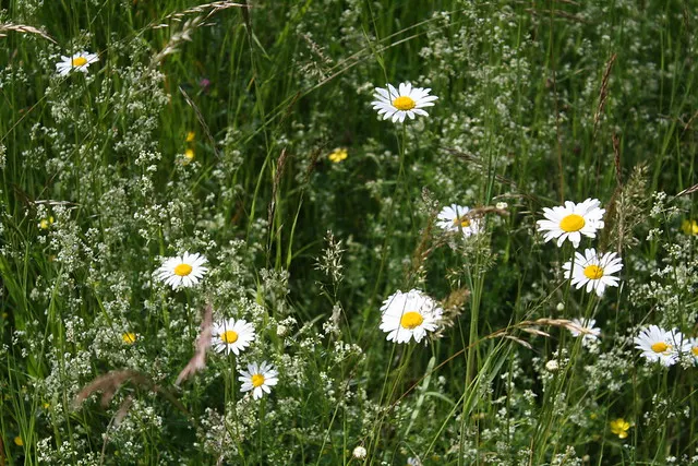 botanischer garten