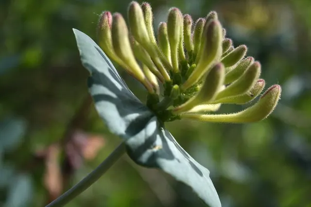 botanischer garten