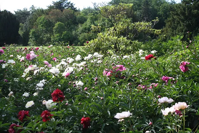 botanischer garten