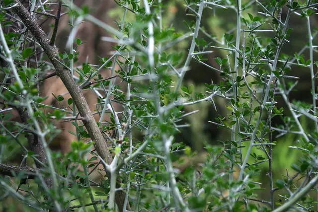 botanischer garten
