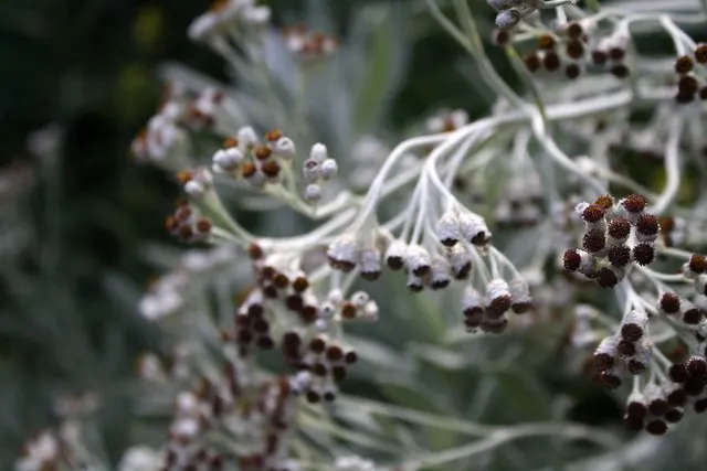 botanischer garten