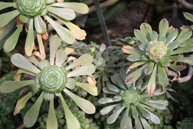 botanischer garten