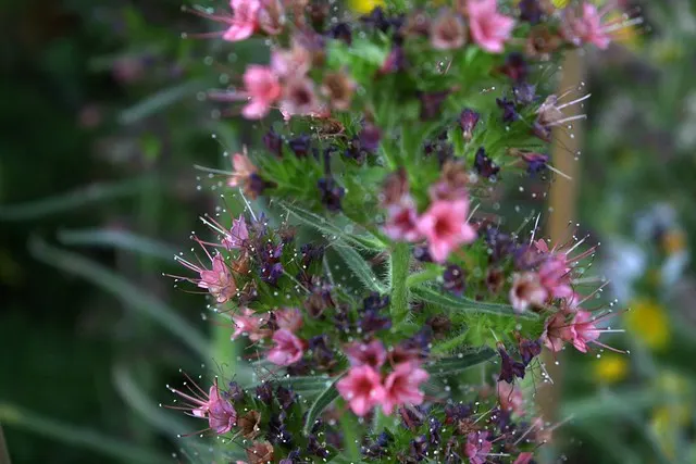 botanischer garten