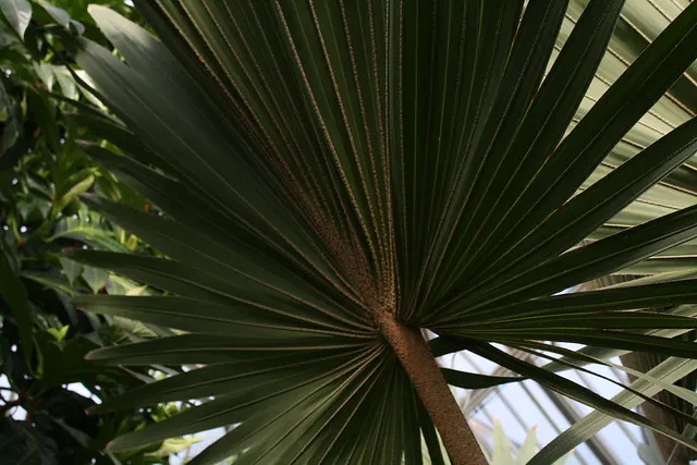 botanischer garten