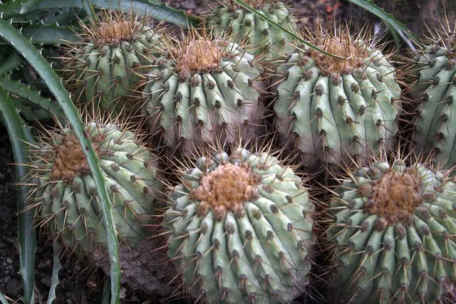 botanischer garten