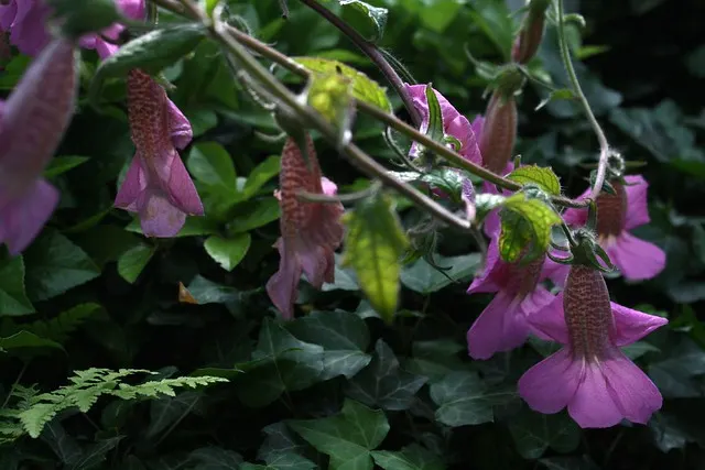 botanischer garten