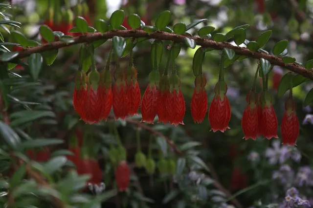 botanischer garten