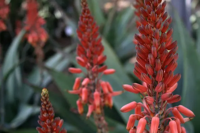 botanischer garten