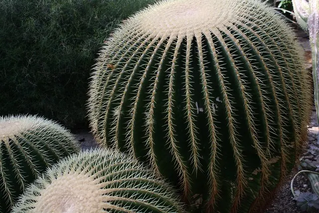 botanischer garten