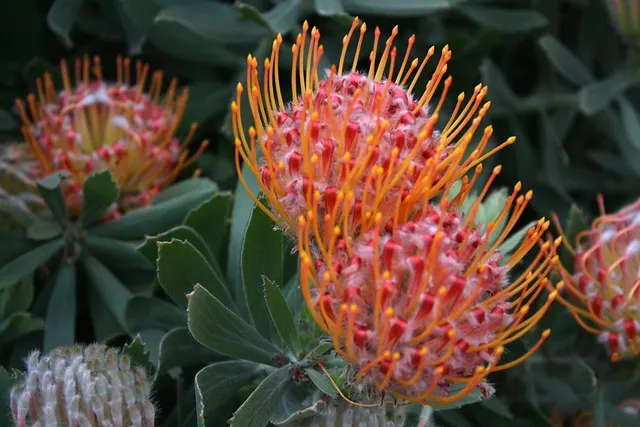 botanischer garten
