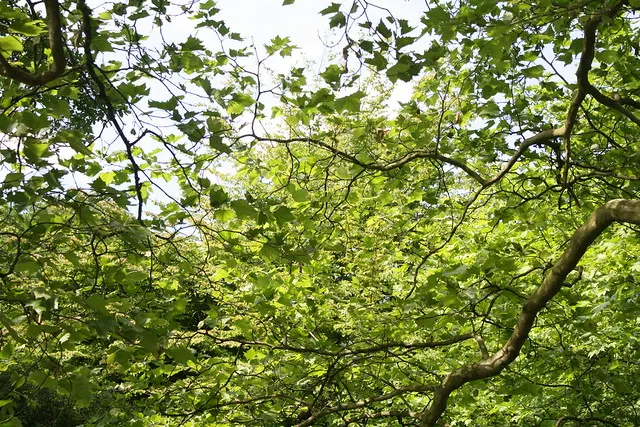 botanischer garten