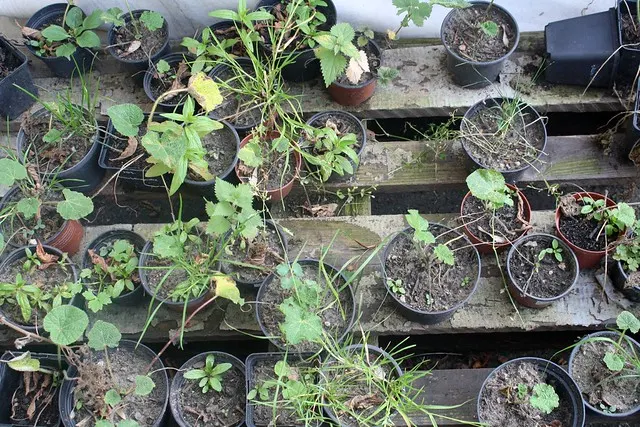 neukölln garten flohmarkt