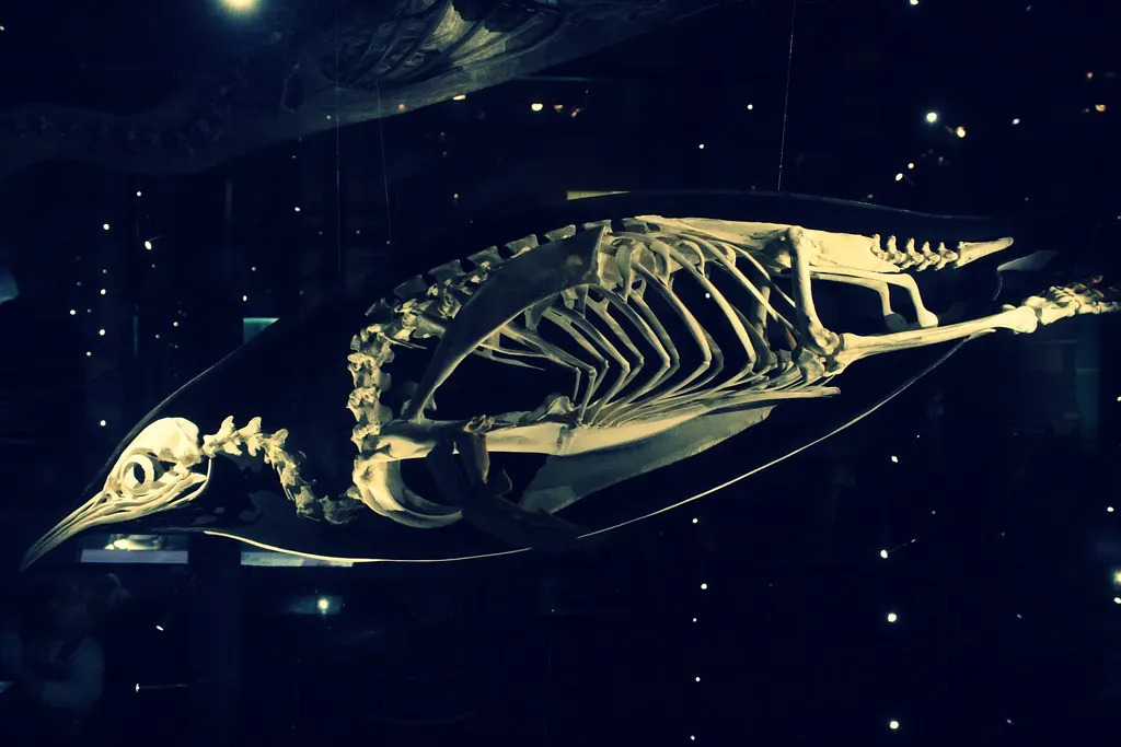 museum für naturkunde