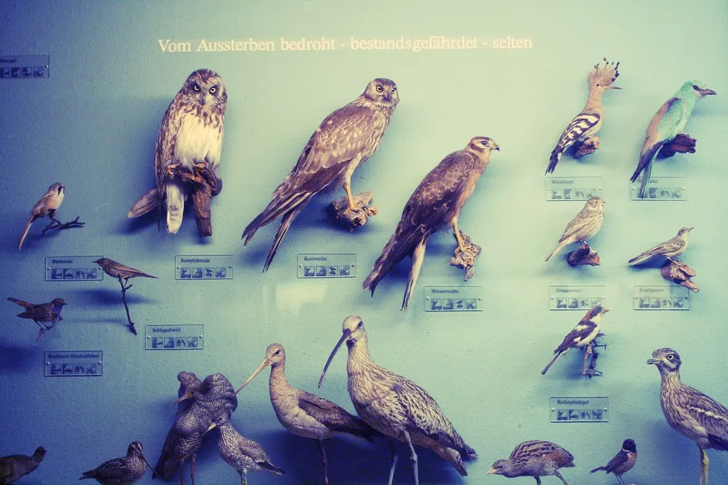 museum für naturkunde