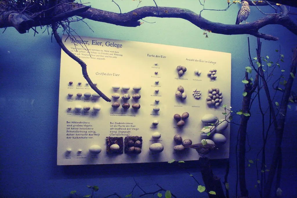 museum für naturkunde