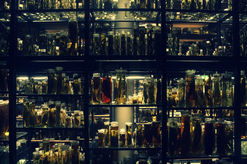 museum für naturkunde