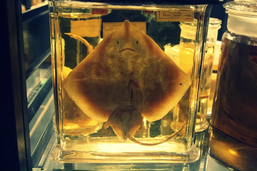 museum für naturkunde