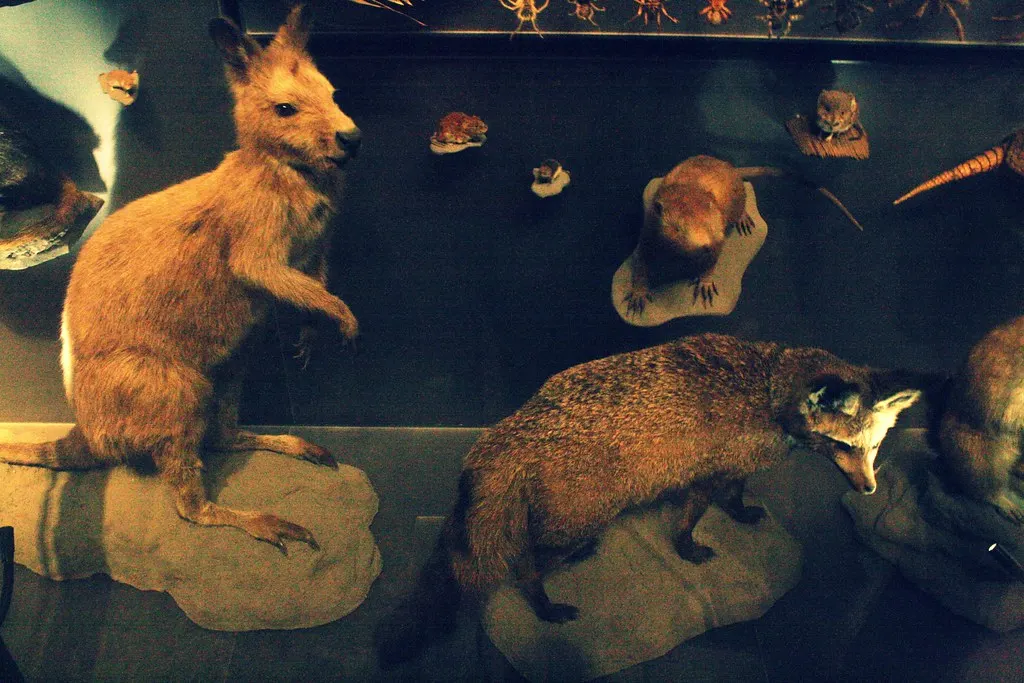 museum für naturkunde