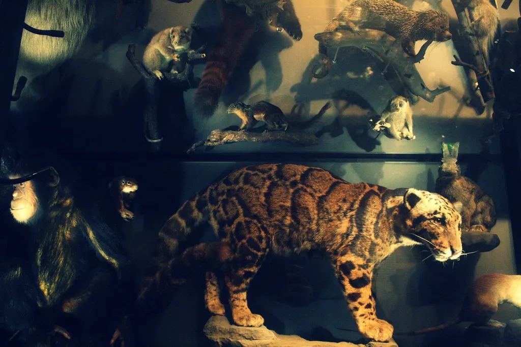 museum für naturkunde