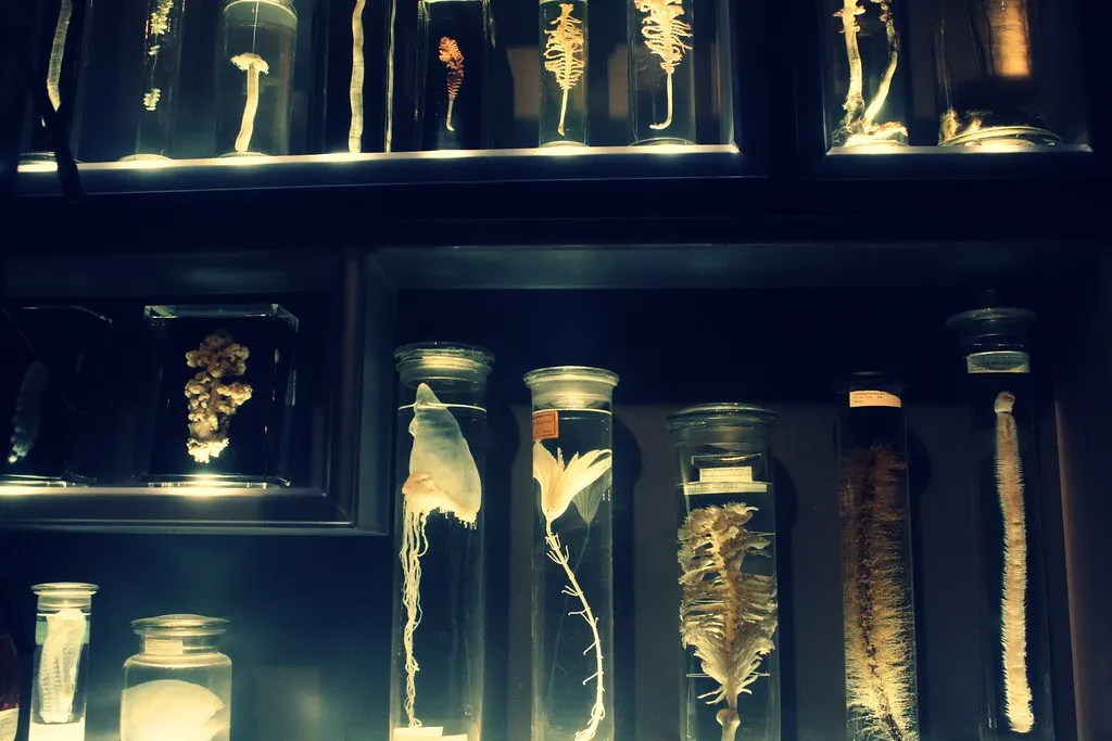 museum für naturkunde