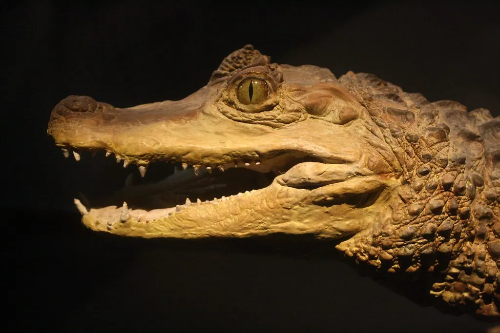 museum für naturkunde