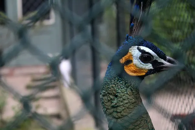 pfaueninsel