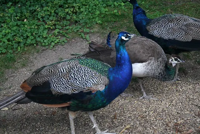 pfaueninsel