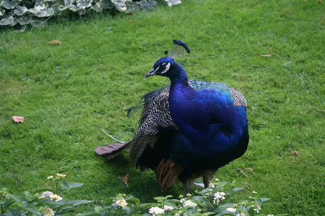 pfaueninsel