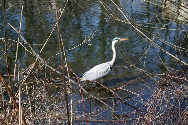 rudolph-wilde park