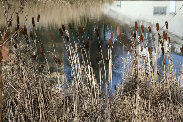 rudolph-wilde park